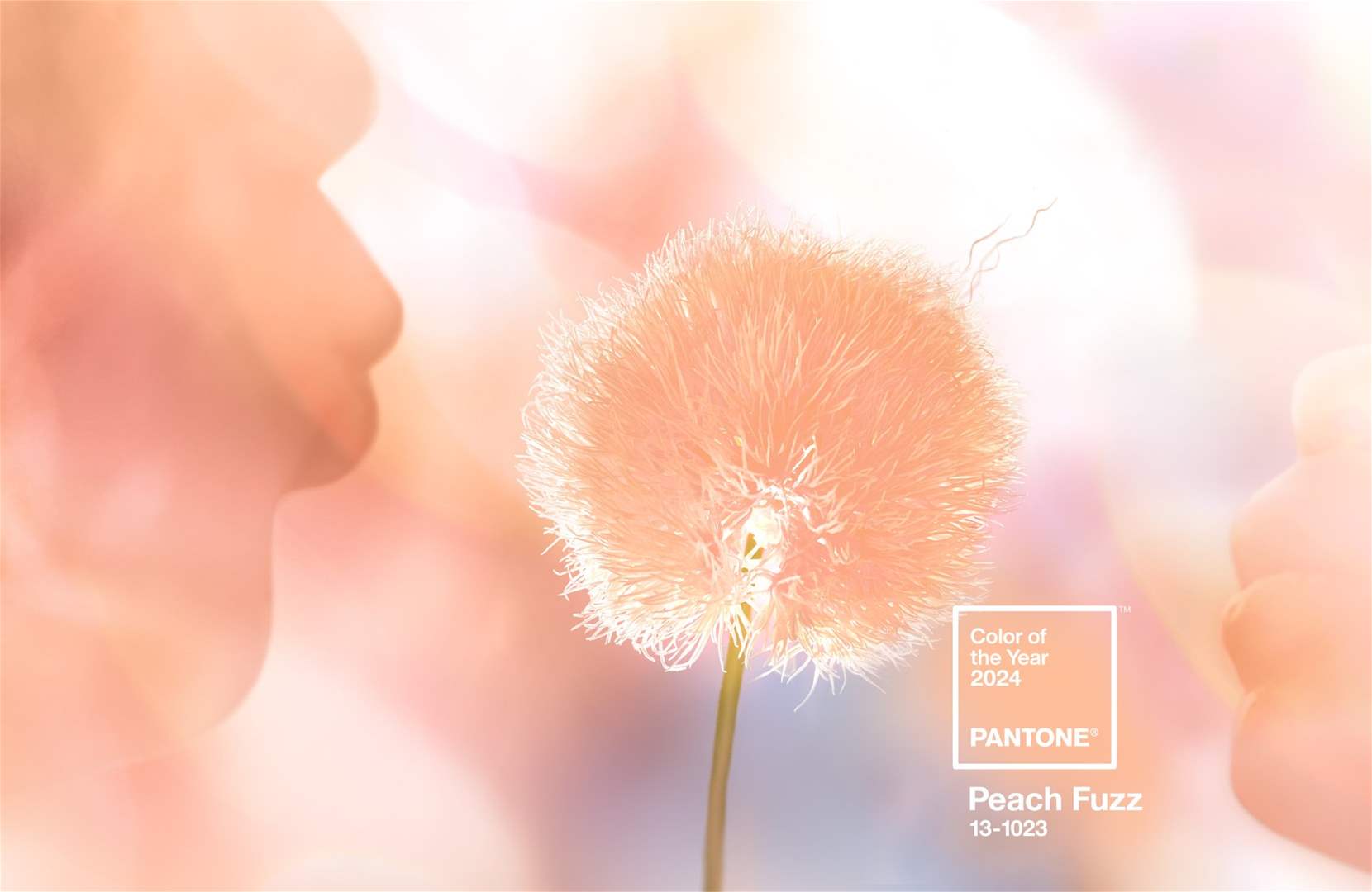 PANTONE 13-1023 Peach Fuzz as a Symbol of Human Connection
