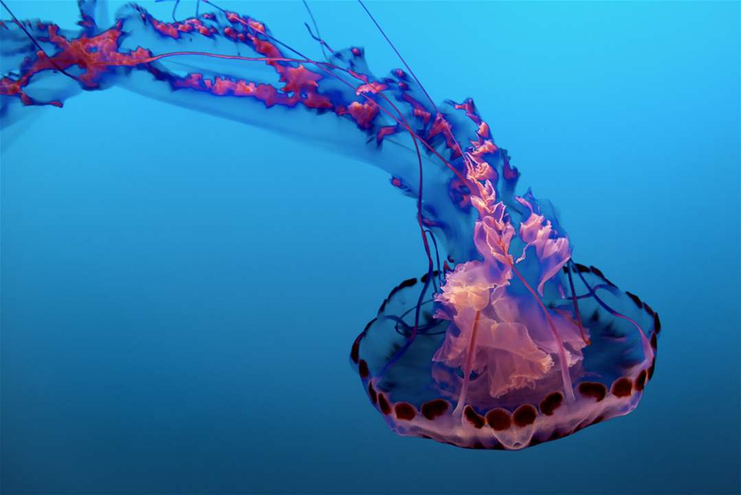 6  Sea Creatures with Astonishing Abilities