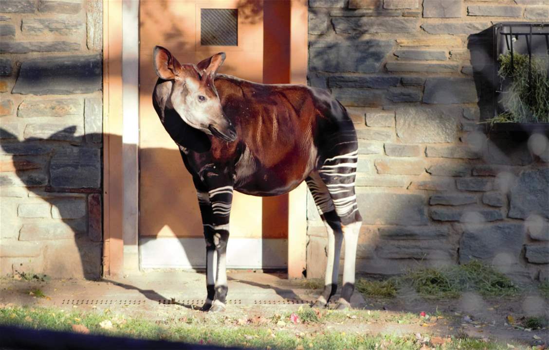 7 Things You&#39;ll Want To Know About the Elusive Okapi