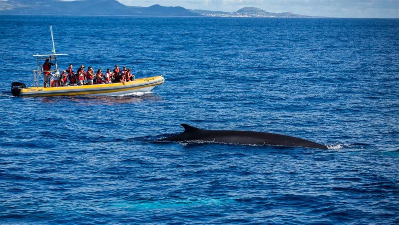 Azores: A Journey from Whaling to Whale Watching