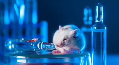 The Rise of AI: A Turning Point for Animal Testing?