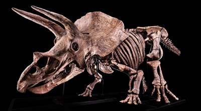 The skeleton of the world's biggest Triceratops for sale... 10 potential buyers for $1.7M