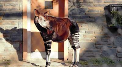 7 Things You&#39;ll Want To Know About the Elusive Okapi