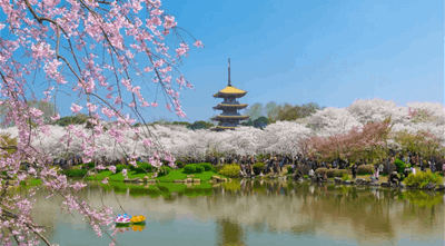 East Lake Cherry Blossom Park 