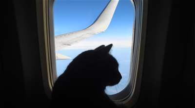 Should cats be allowed on airplanes?