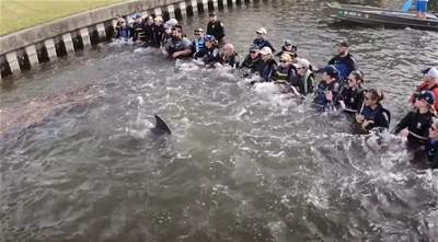 Rescuers form human chain to save dolphin from Clearwater creek